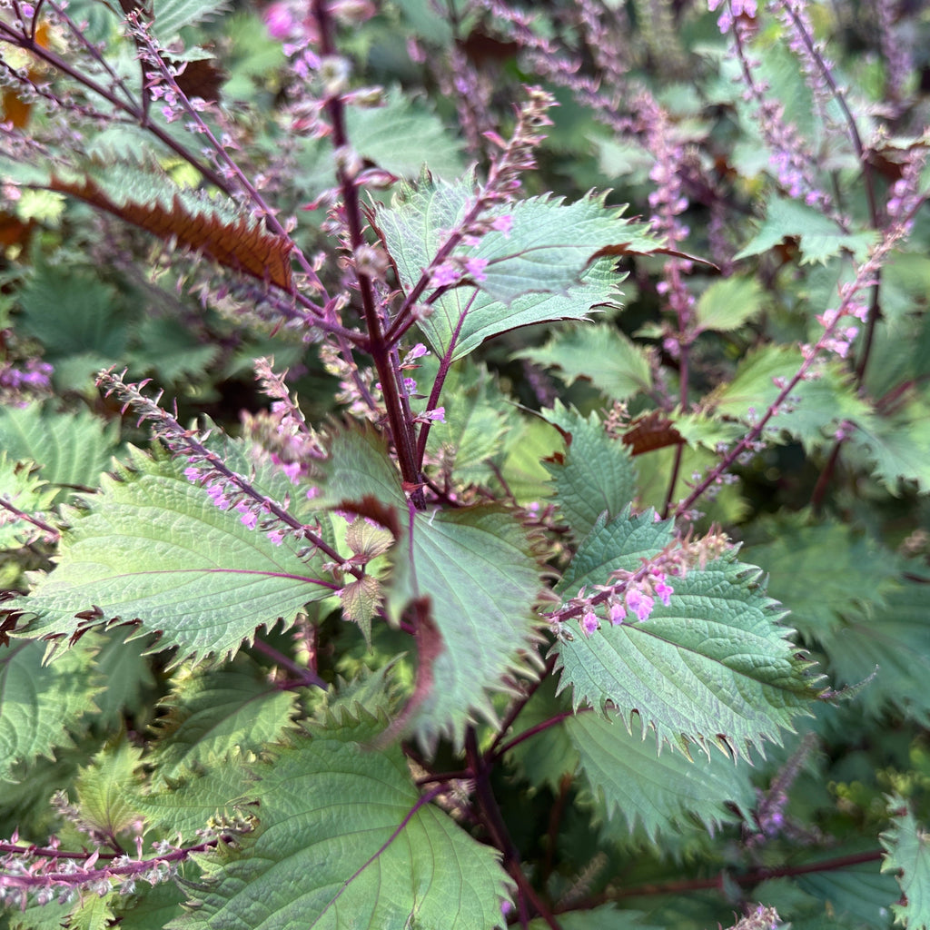 Hojiso Shiso – Truelove Seeds
