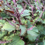 Hojiso Shiso