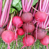 Guardsmark Chioggia Beet