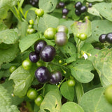 Managu (Kenyan Nightshade Leaf)