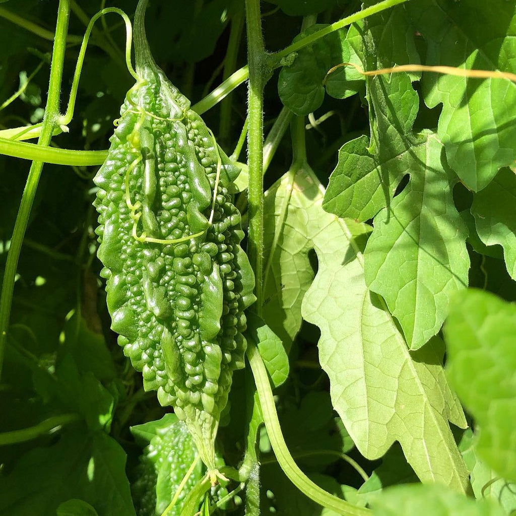 Bitter gourd plant outlet leaves