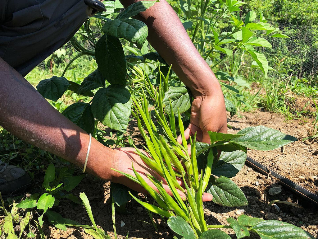 guar plant seed Guar (Indian Cluster Bean) – Truelove Seeds