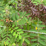 Añil (Indigo)