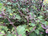 Hojiso Shiso