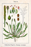 Erba Stella Plantain