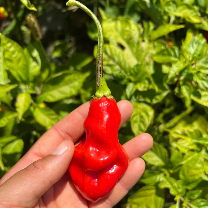 Trinidad Pimento Pepper – Truelove Seeds