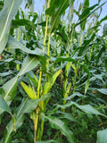 African Corn