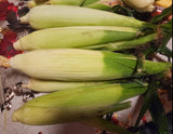 African Corn