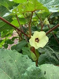 Alabama Red Okra
