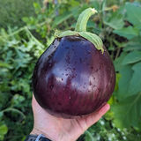 Aswad Eggplant (Iraq)