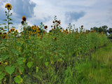 Autumn Beauty Sunflower