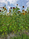 Autumn Beauty Sunflower