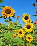 Autumn Beauty Sunflower