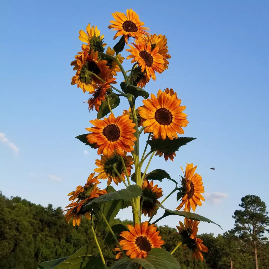 Fall sunflowers deals