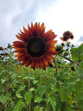 Autumn Beauty Sunflower