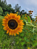 Autumn Beauty Sunflower