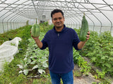 Sobuz Bangun (Bangladeshi Green Eggplant)