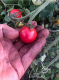 Brandywine Cherry Tomato