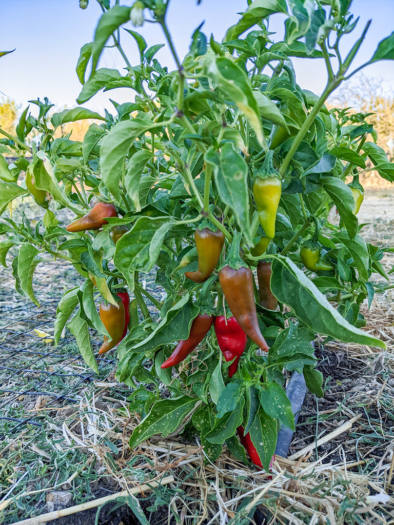Chimayo Pepper Truelove Seeds what-is-the-prettiest-name