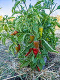 Chimayo Pepper