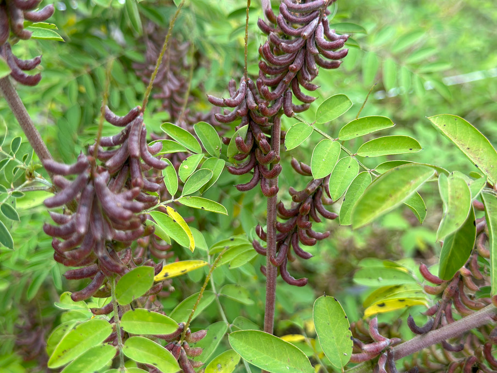 indigo plant seeds for sale Añil (Indigo) – Truelove Seeds
