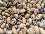 Poverella Bean