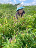Karenni Chili