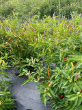 Karenni Chili