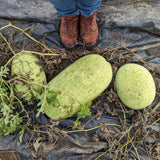 Ali Baba Watermelon (Iraq)
