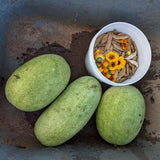 Ali Baba Watermelon (Iraq)