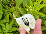 Achocha (Caigua)