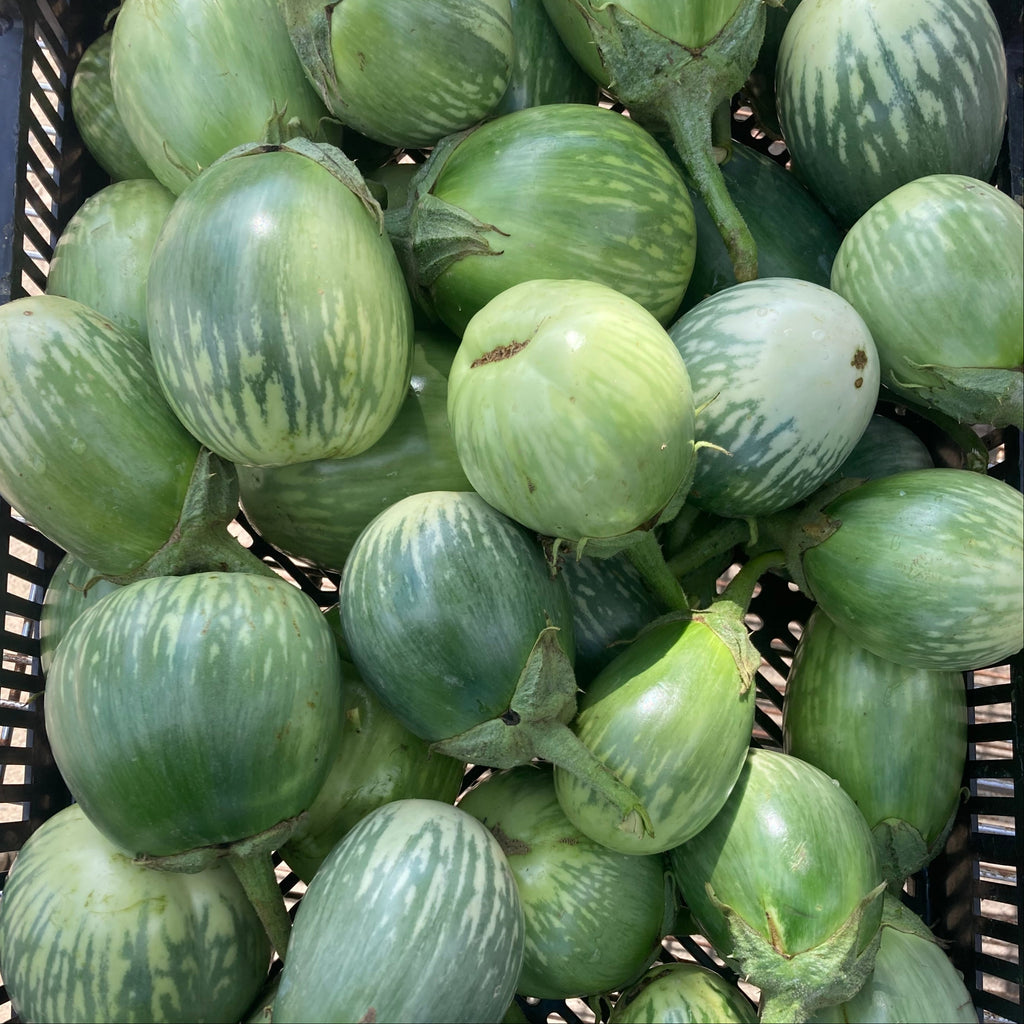 Sobuz Bangun (Bangladeshi Green Eggplant) – Truelove Seeds