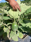 Sobuz Bangun (Bangladeshi Green Eggplant)
