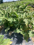 Sobuz Bangun (Bangladeshi Green Eggplant)