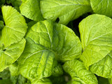 Yanagawa Takana Mustard