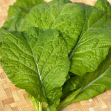 Yanagawa Takana Mustard