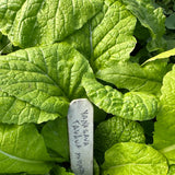 Yanagawa Takana Mustard
