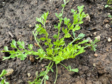 Rashad - Iraqi Cress