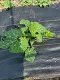 Jamaican Pumpkin