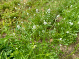 Rashad - Iraqi Cress