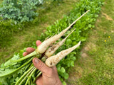 White Radish (Fijil Abiyad)