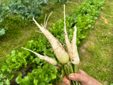 White Radish (Fijil Abiyad)