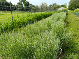 Rashad - Iraqi Cress