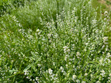 Rashad - Iraqi Cress