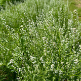Rashad - Iraqi Cress