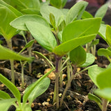 Reyhan Sabz Basil