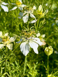Kalonji (Black Seed/Nigella)