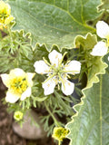 Kalonji (Black Seed/Nigella)