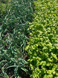 Tareh (Persian Leek)