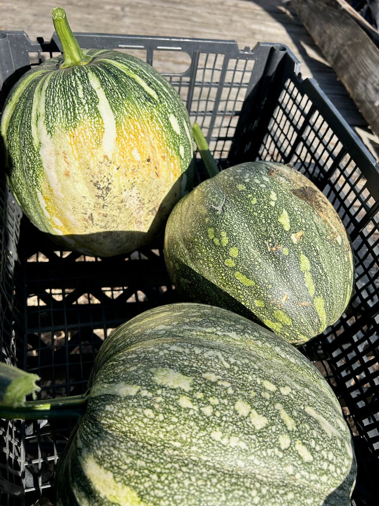 indian pumpkin seeds to plant Jamaican Pumpkin